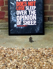 A2 Poster - "A Lion Does Not Lose Sleep Over The Opinion Of Sheep" - CutAndJacked Shop